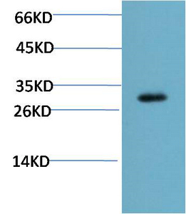WB - CHOP mouse Monoclonal Antibody(2B1) AP63777
